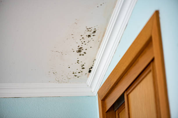 Best White Mold Remediation in Oriole Beach, FL